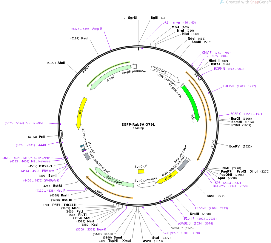 EGFP-Rab5A Q79L质粒图谱